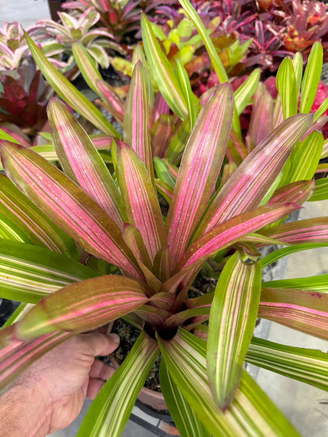 Bromeliad, Neoregelia Martin