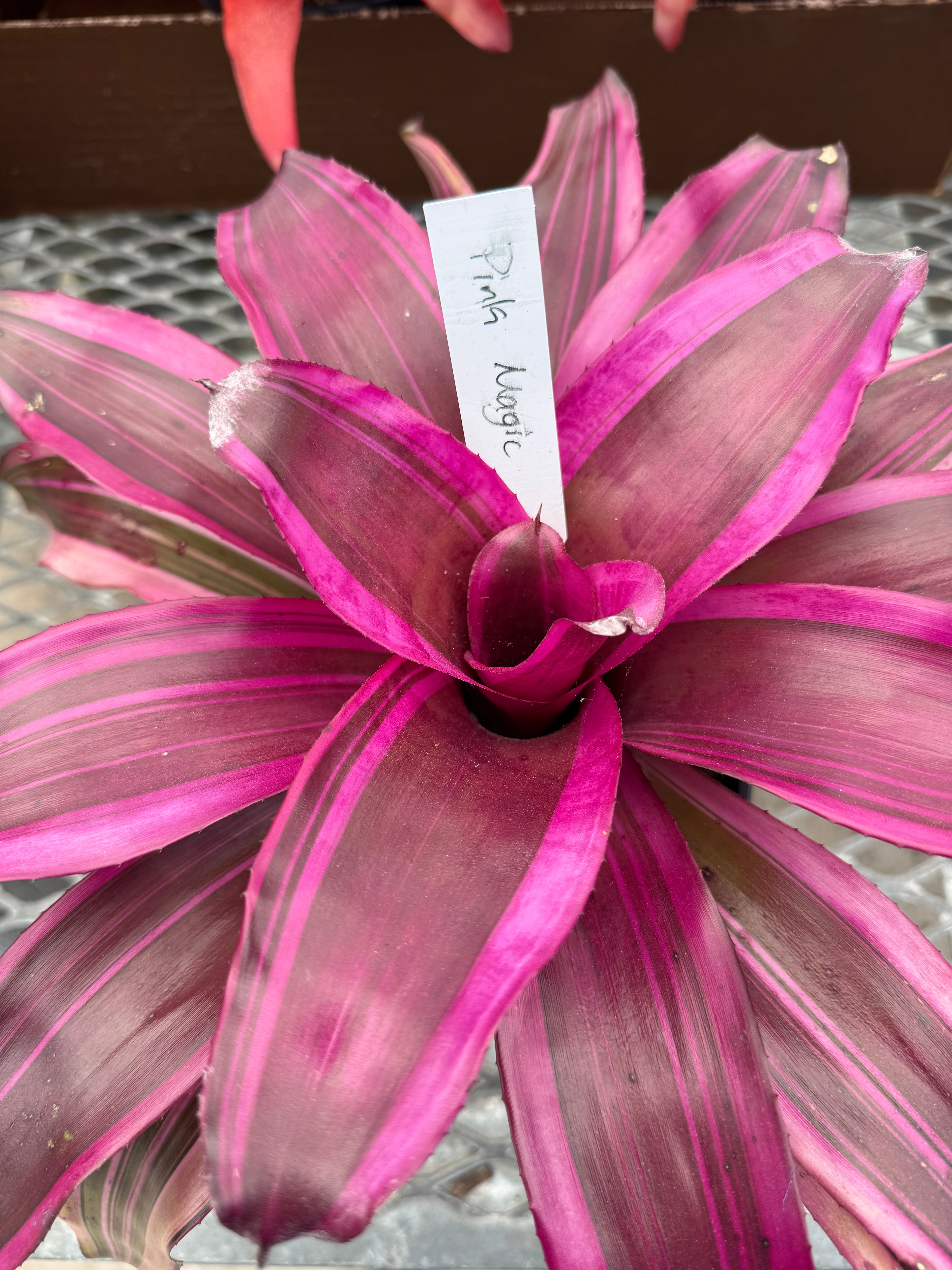 Bromeliad, Neoregelia Pink Magic