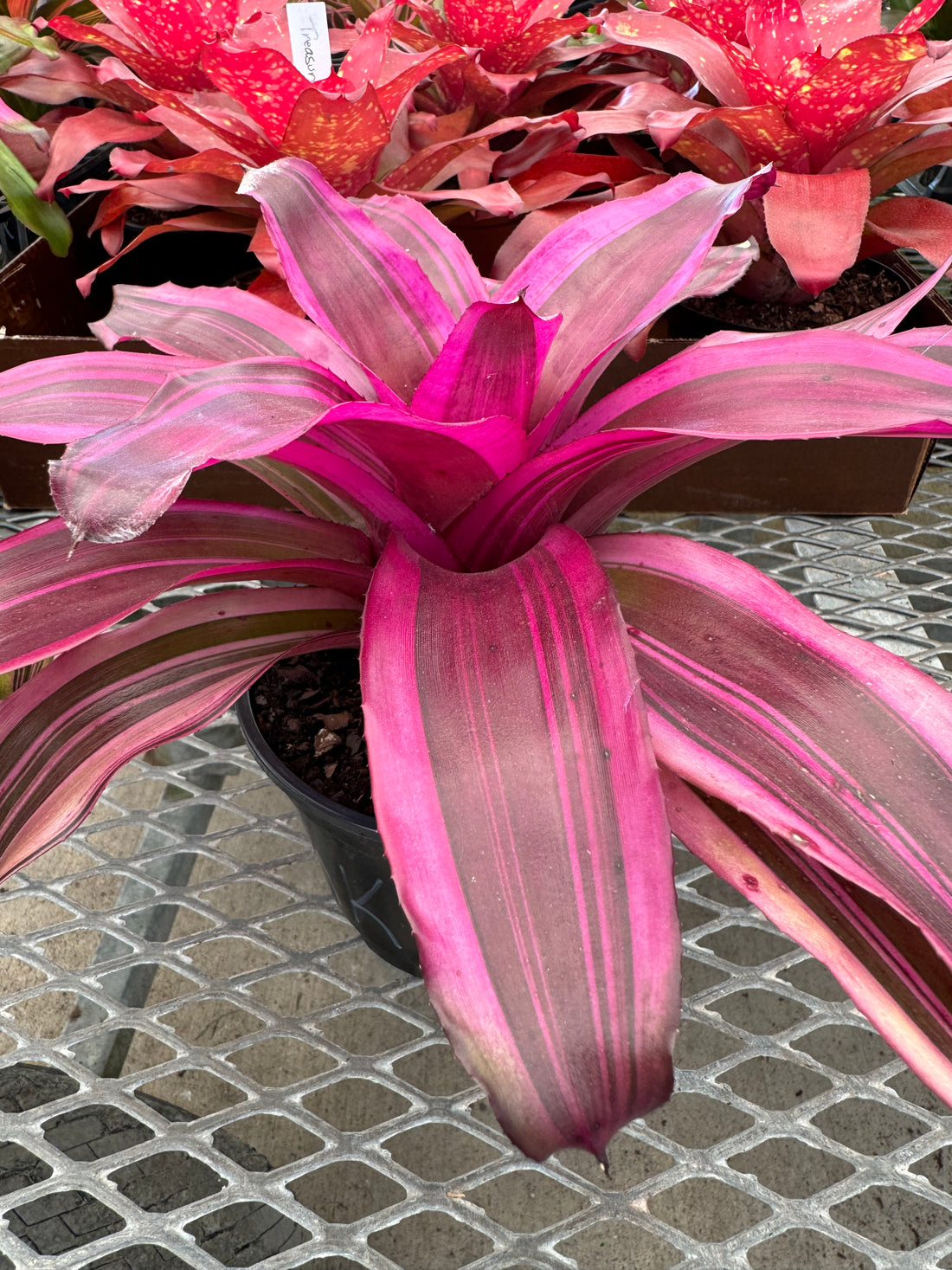 Bromeliad, Neoregelia Pink Magic