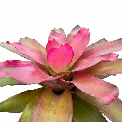 Bromeliad, Neoregelia Crimson