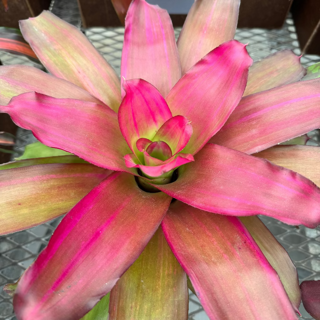Bromeliad, Neoregelia Crimson close up