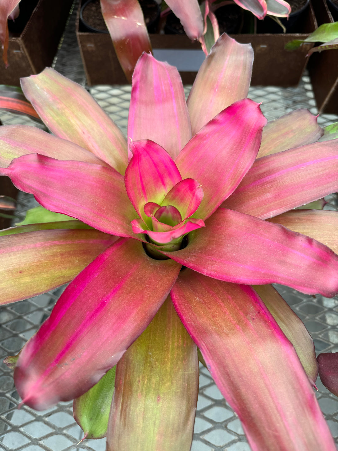 Bromeliad, Neoregelia Crimson