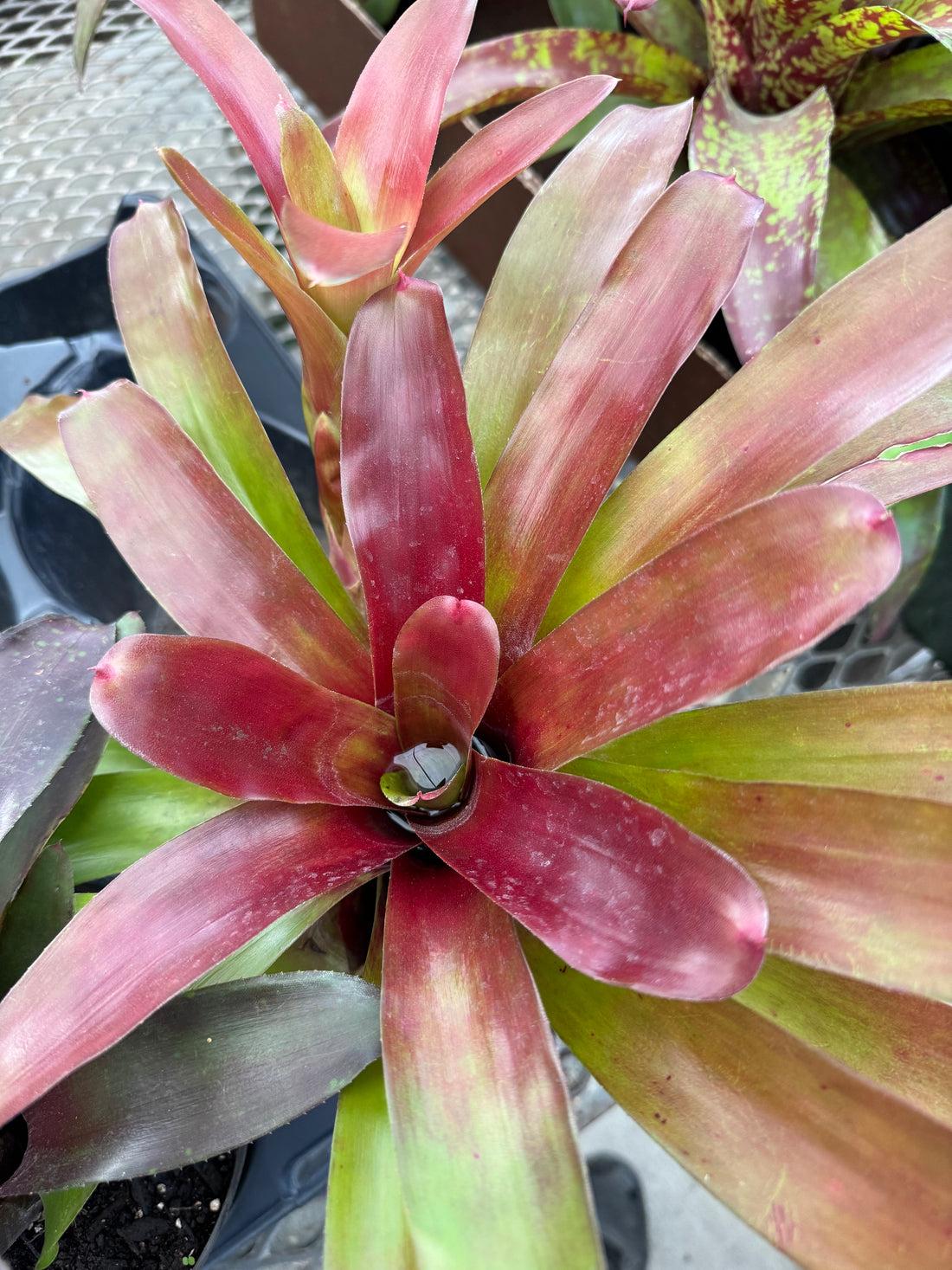 Bromeliad, Neoregelia Super Fireball