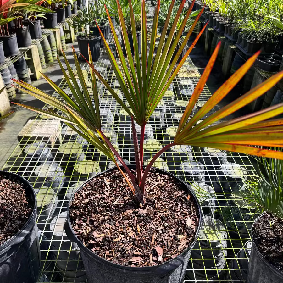 maroon palm plant Buy Red Latan Palm, Latania borbonica
