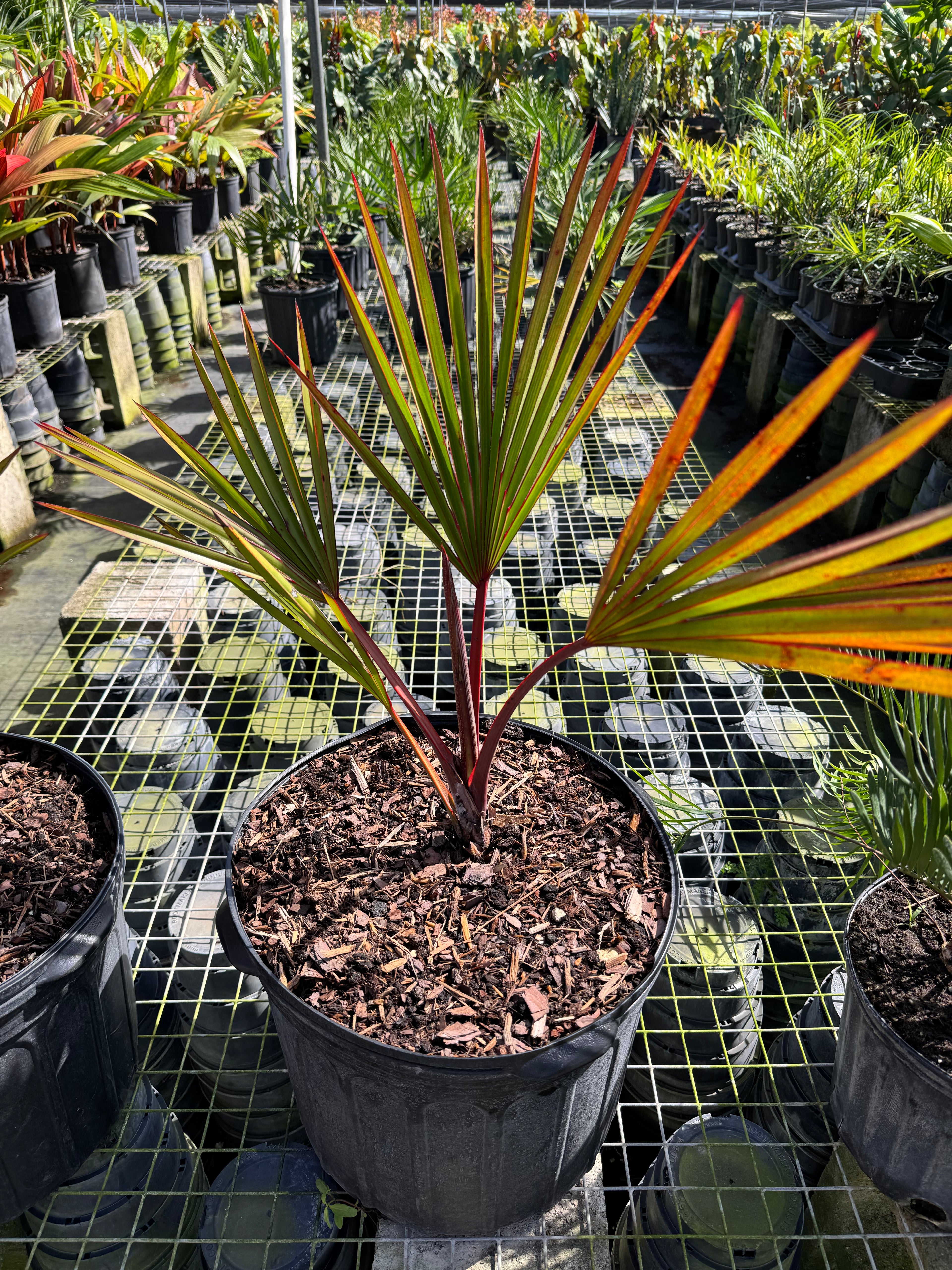 Red Latan Palm, Latania borbonica