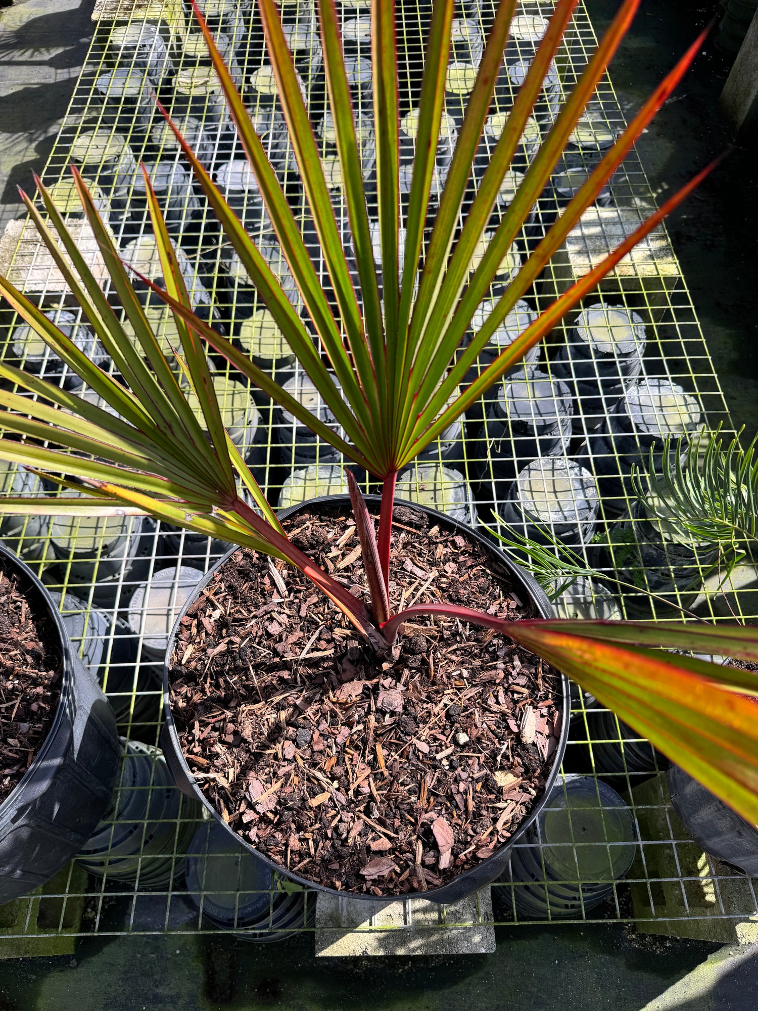 iron palm plant Buy Red Latan Palm, Latania borbonica