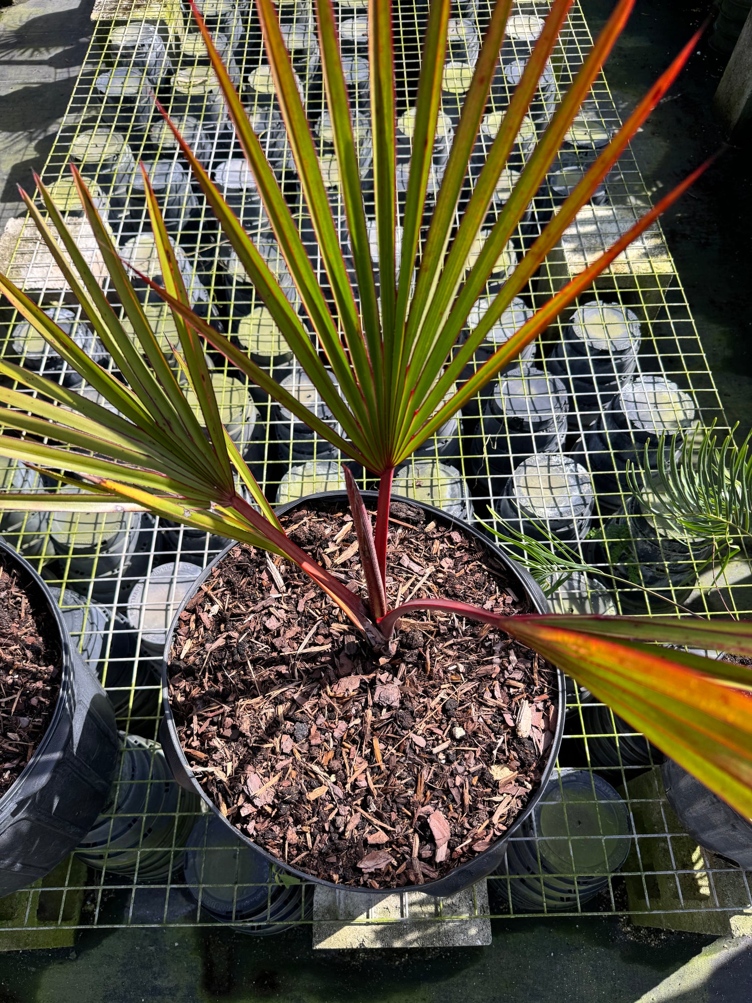 Red Latan Palm, Latania borbonica