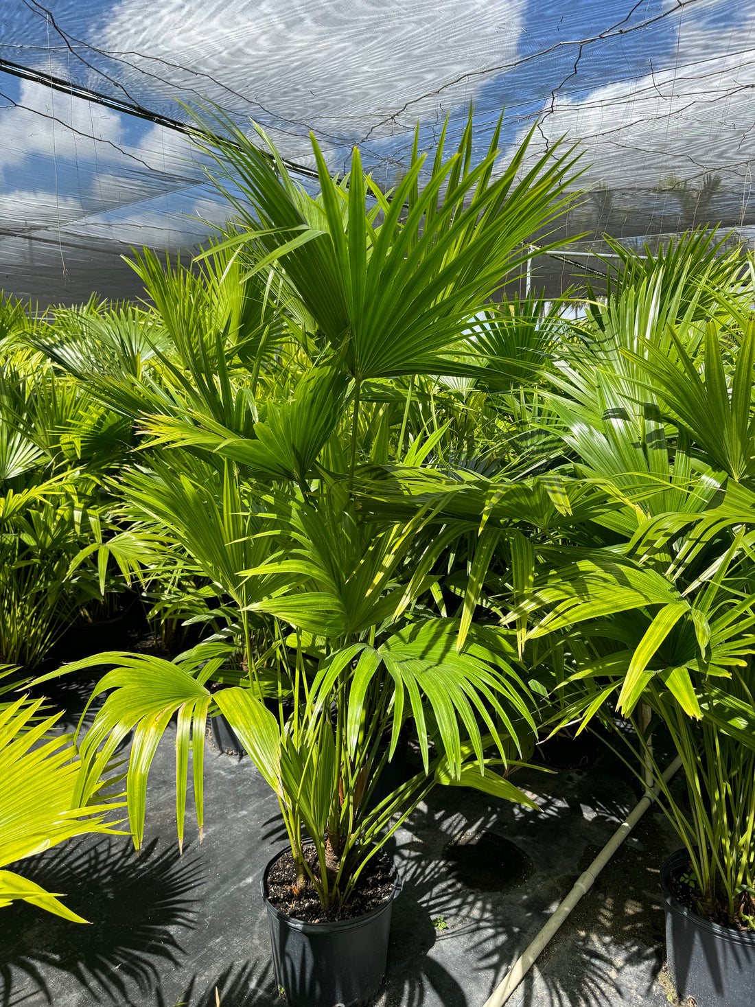 Chinese Fan Palm, Fountain Palm