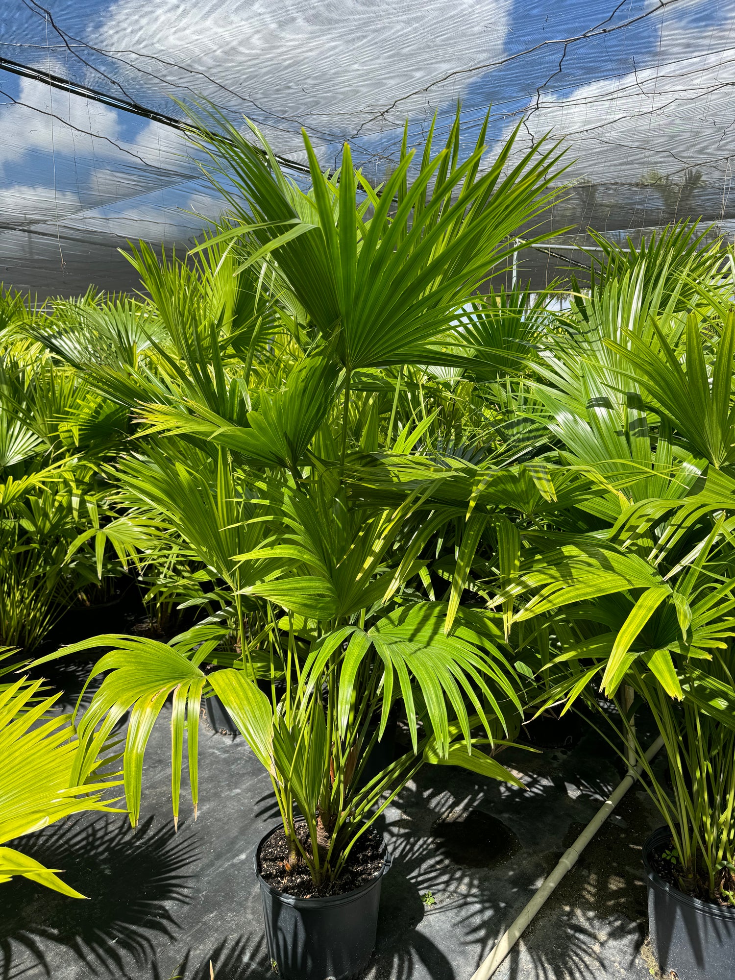 fan palm indoor plant Chinese Fan Palm, Livistona chinensis, Fountain Palm