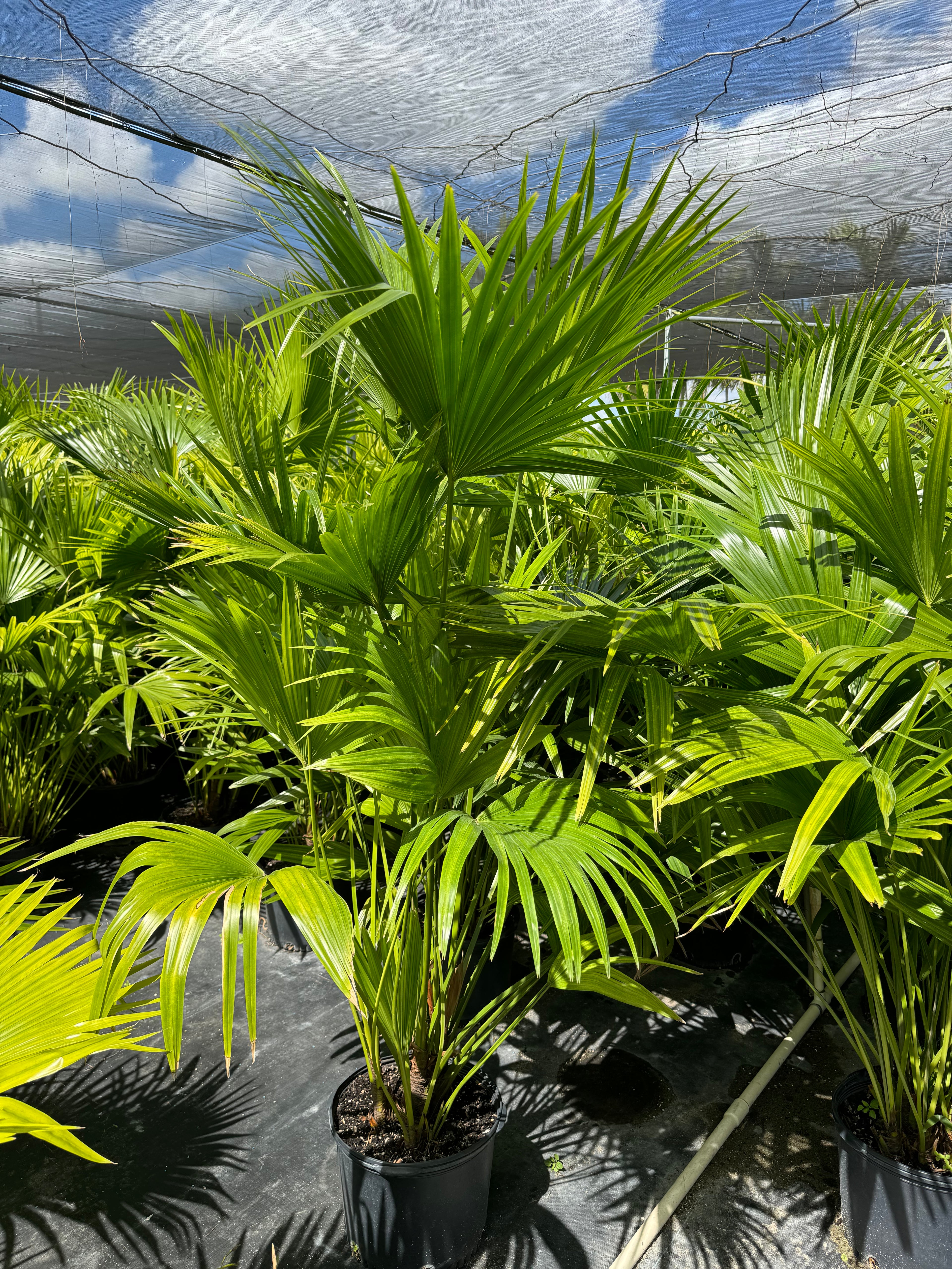 fan palm plants Chinese Fan Palm, Livistona chinensis, Fountain Palm