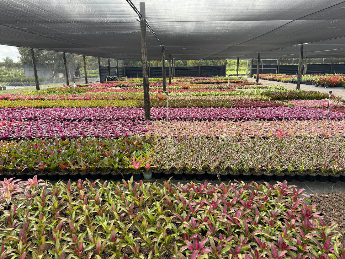 nursery full of Bromeliad Vriesea Gigantea Nova