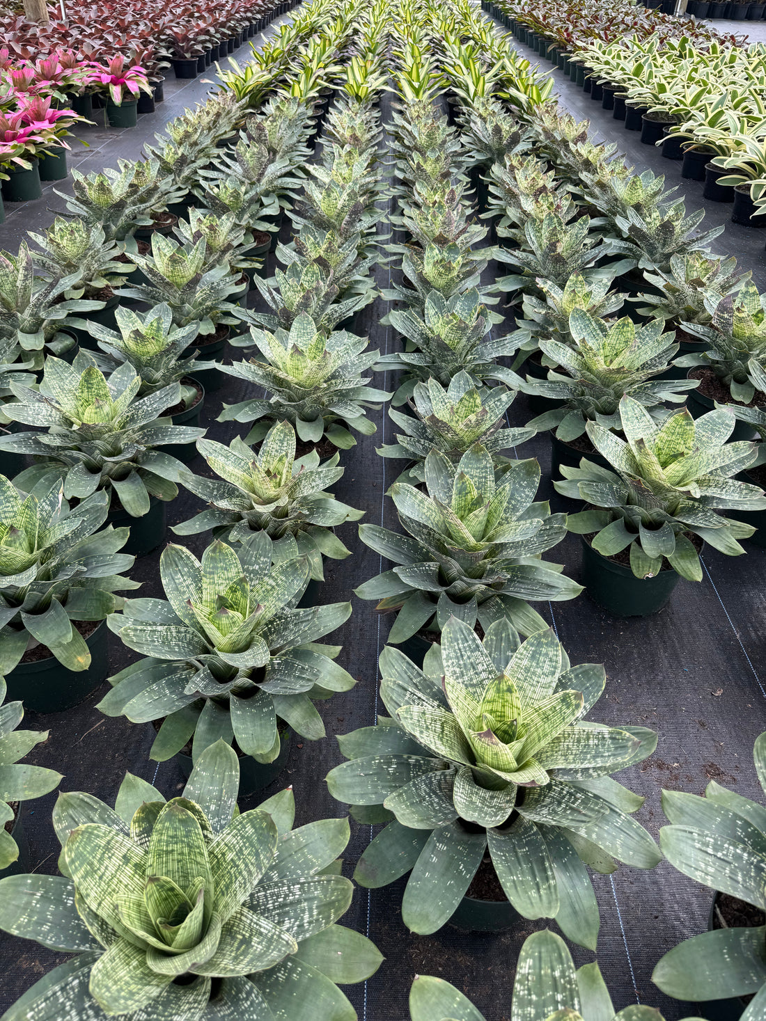 multiple Bromeliad Vriesea Gigantea Nova