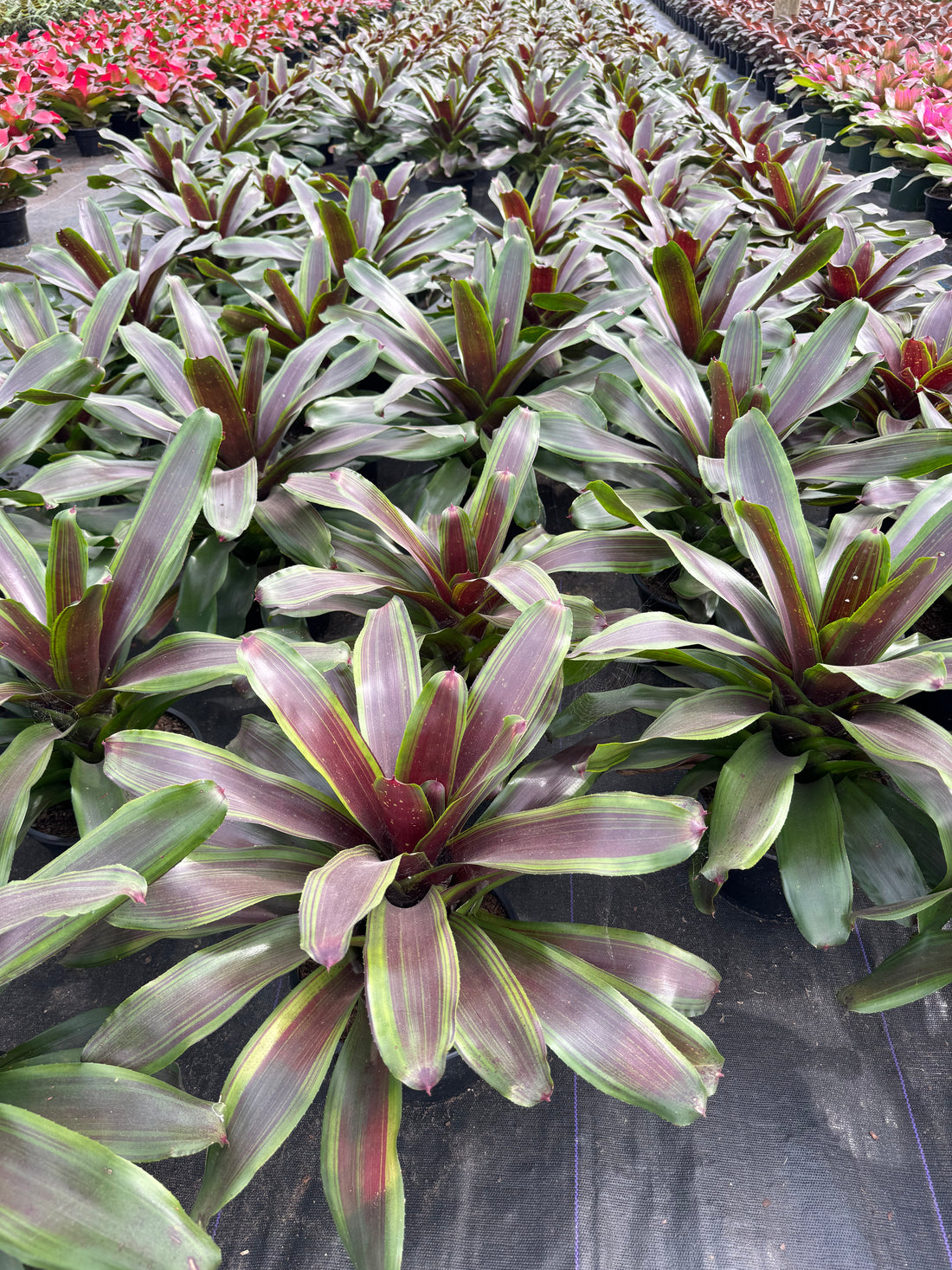 multiple Bromeliad Neoregelia Namaskar outside