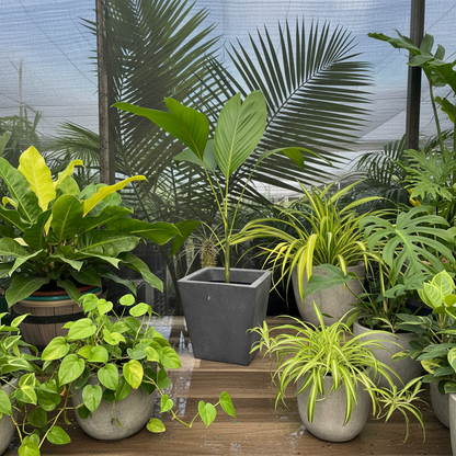 Chamaedorea Ernesti Augustiii Palm Tree, Rare and Exotic