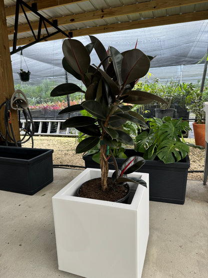 outside view of Braided Ficus Burgundy Rubber Tree