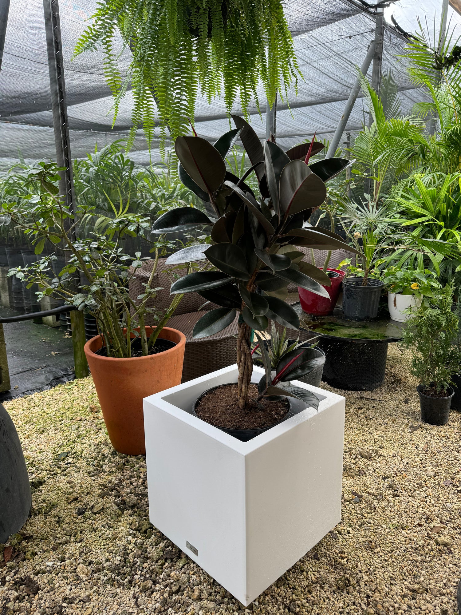 side view of Braided Ficus Burgundy Rubber Tree