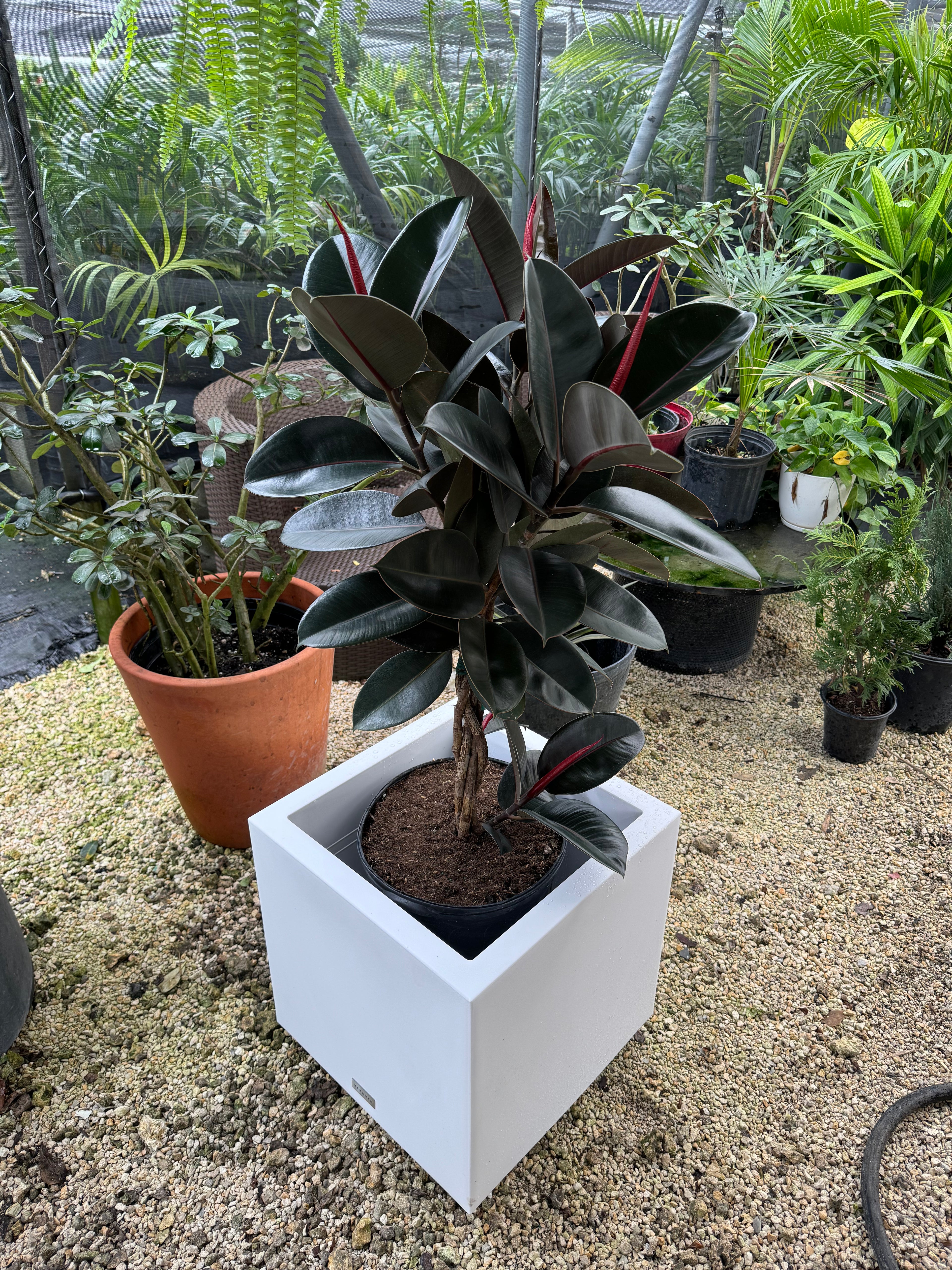 Braided Ficus Burgundy Rubber Tree in white pot