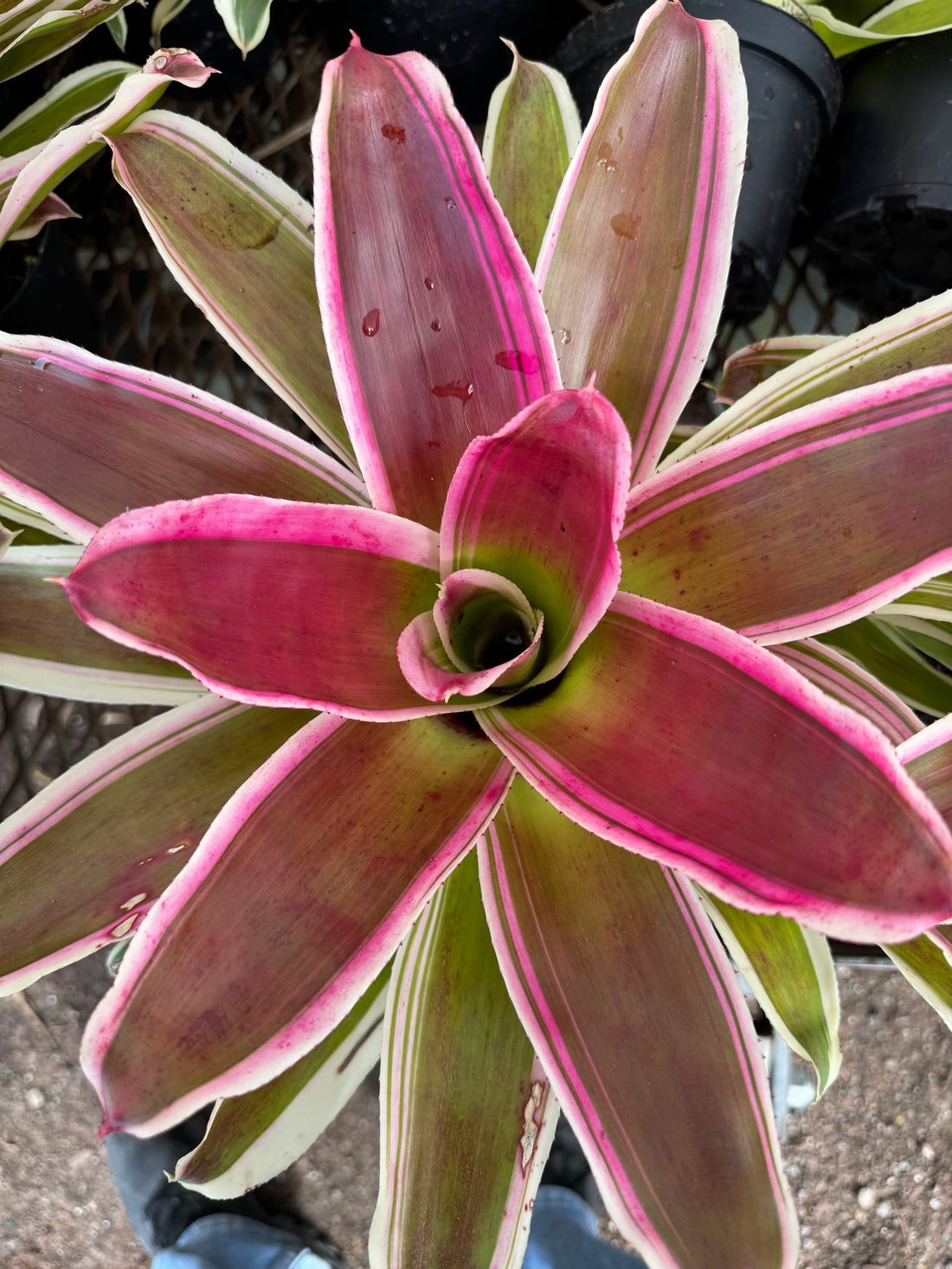 Bromeliad, Neoregelia Rafael