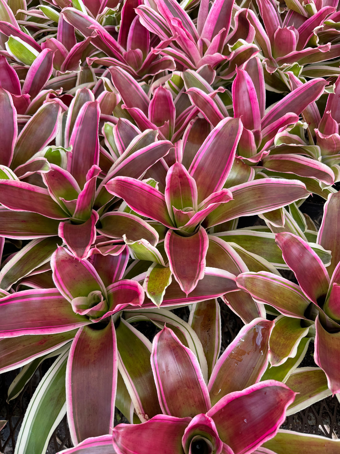 Bromeliad, Neoregelia Rafael