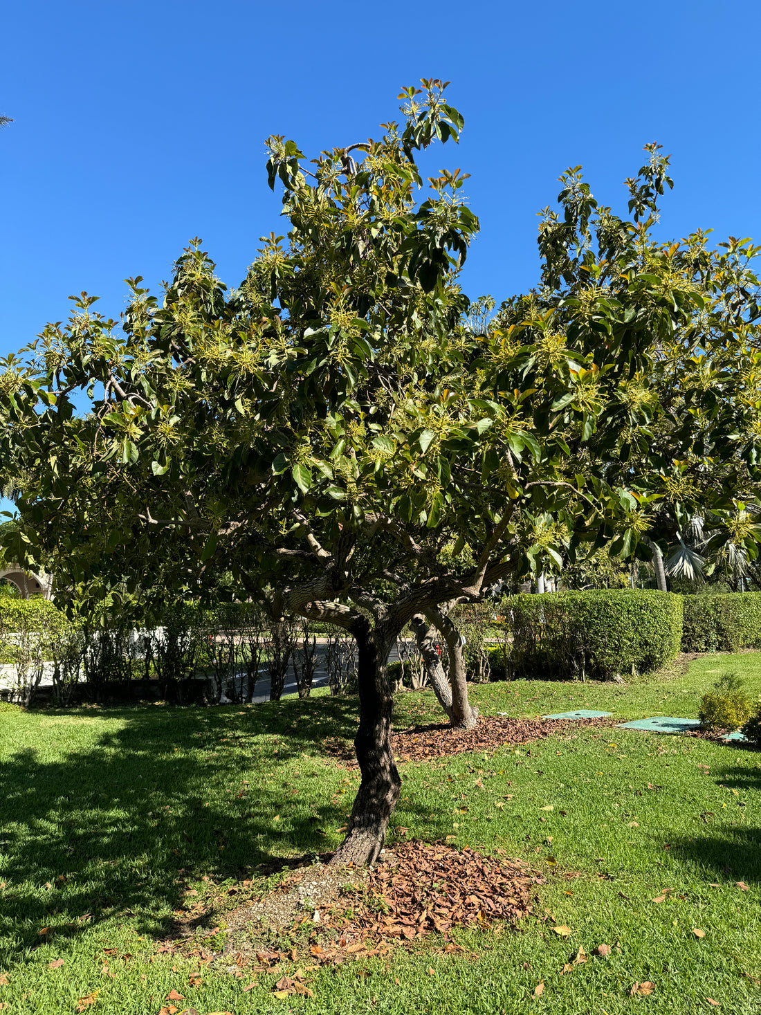 Mexicola Avocado Fruit Tree Cold Hardy, Persea Americana