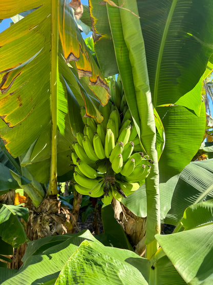 bananas on Musa Basjoo Cold Hardy Banana Fruit Tree