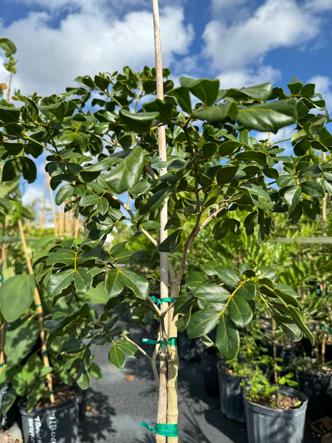 Lignum Vitae Guaiacum Officinale Flowering Tree of Life