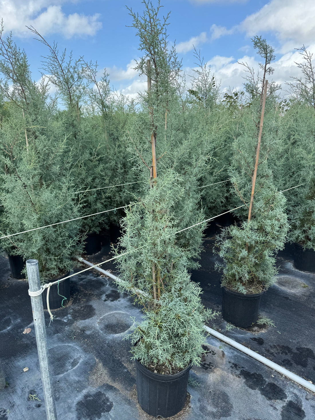 Topiary Spiral Tree Form Blue Ice Arizona Cypress
