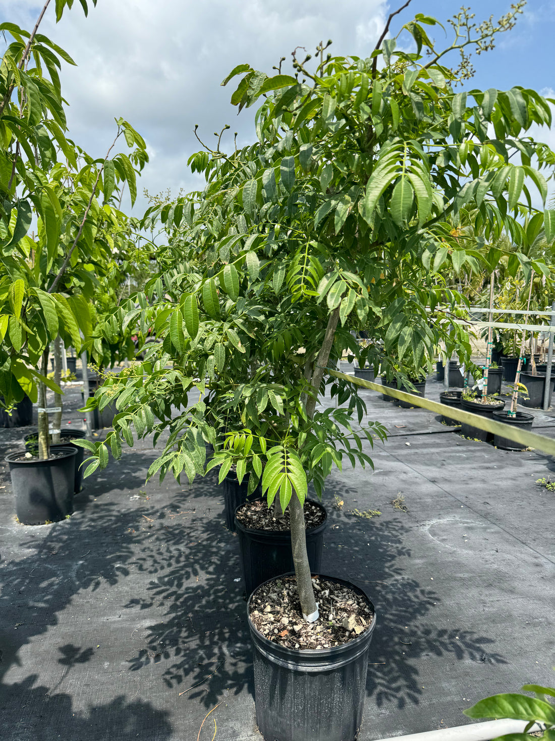 June Plum Fruit Tree, Spondias dulcis