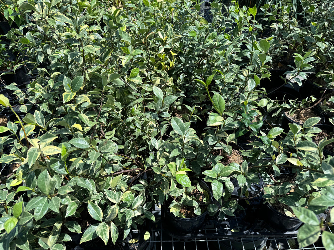 Jasmine Confederate Variegated, Vining Plant in Trellis leaves