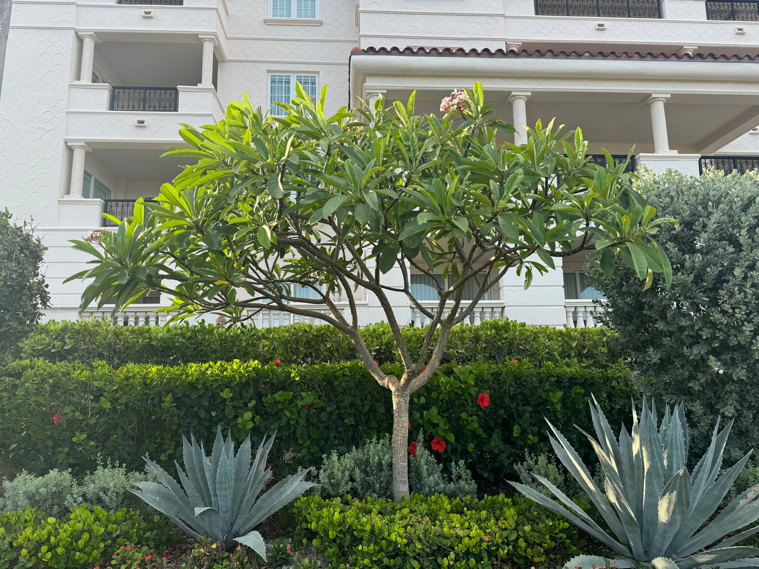 Plumeria Rubra Red Orchid Flowering Tree