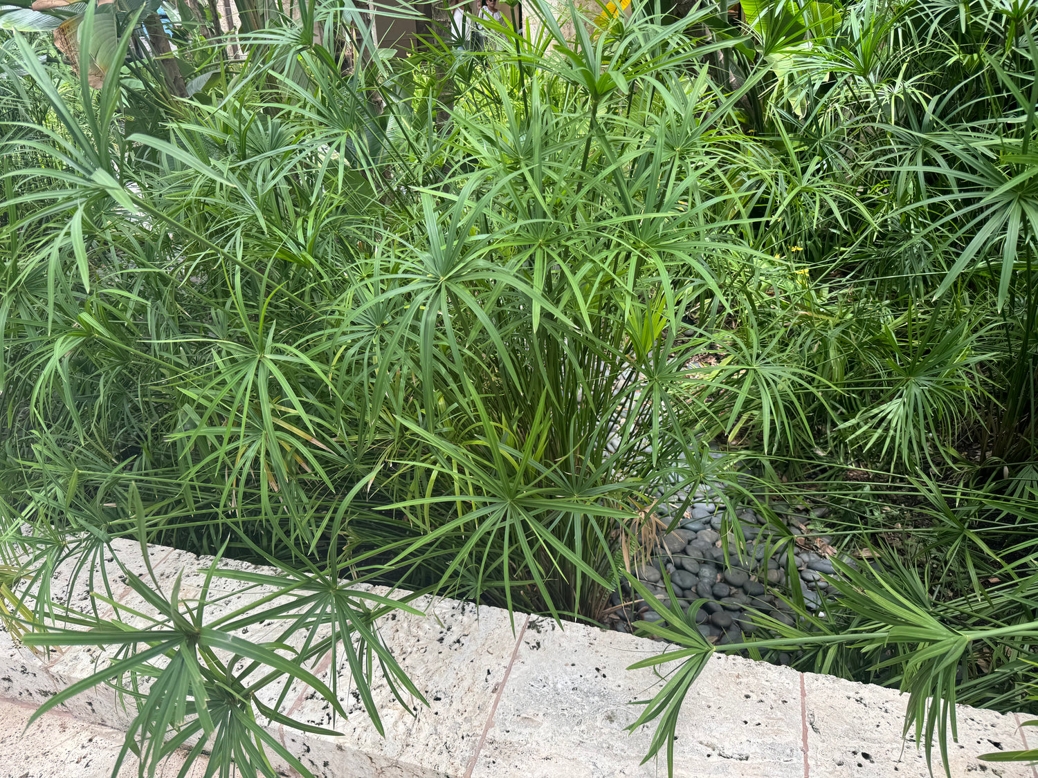 Papyrus Cyperus Aquatic Palm