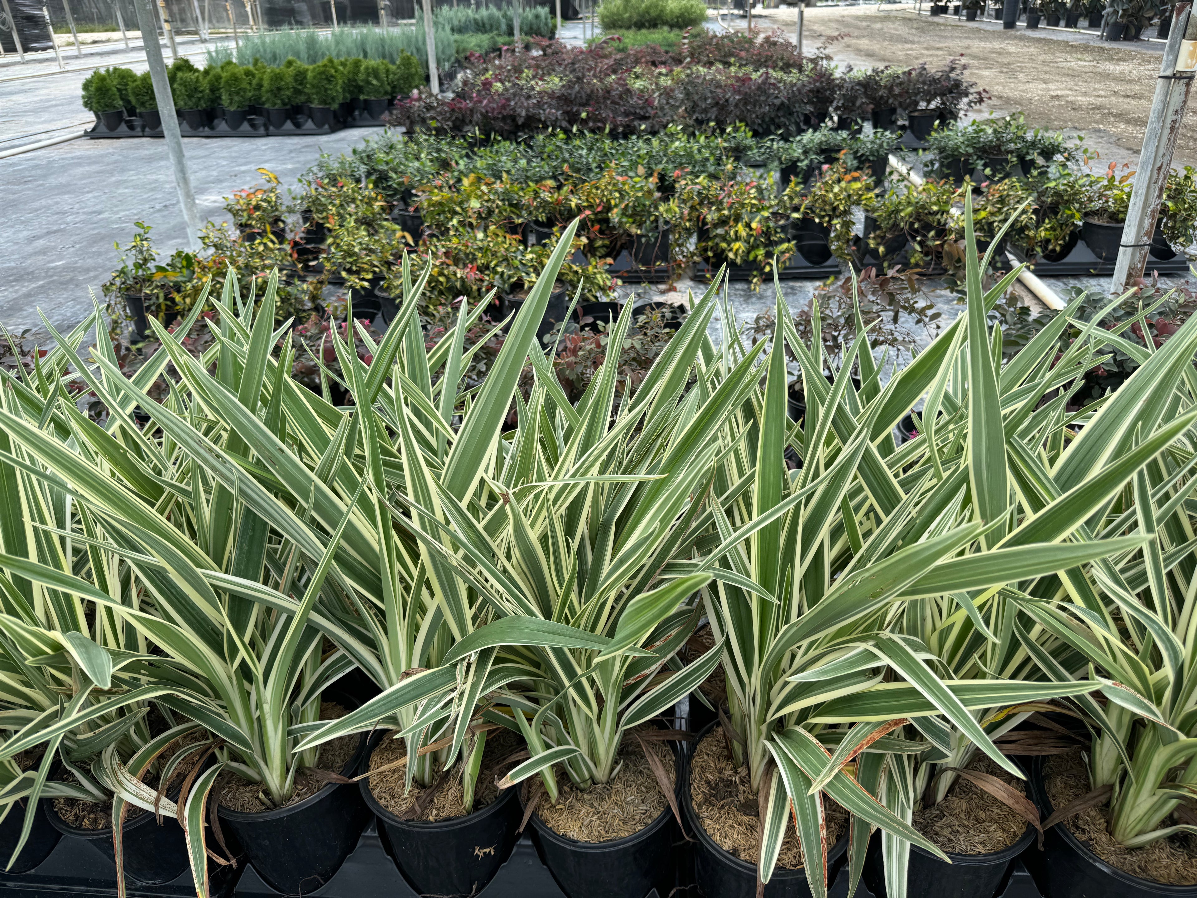 Dianella Flax Lily Silver Streak