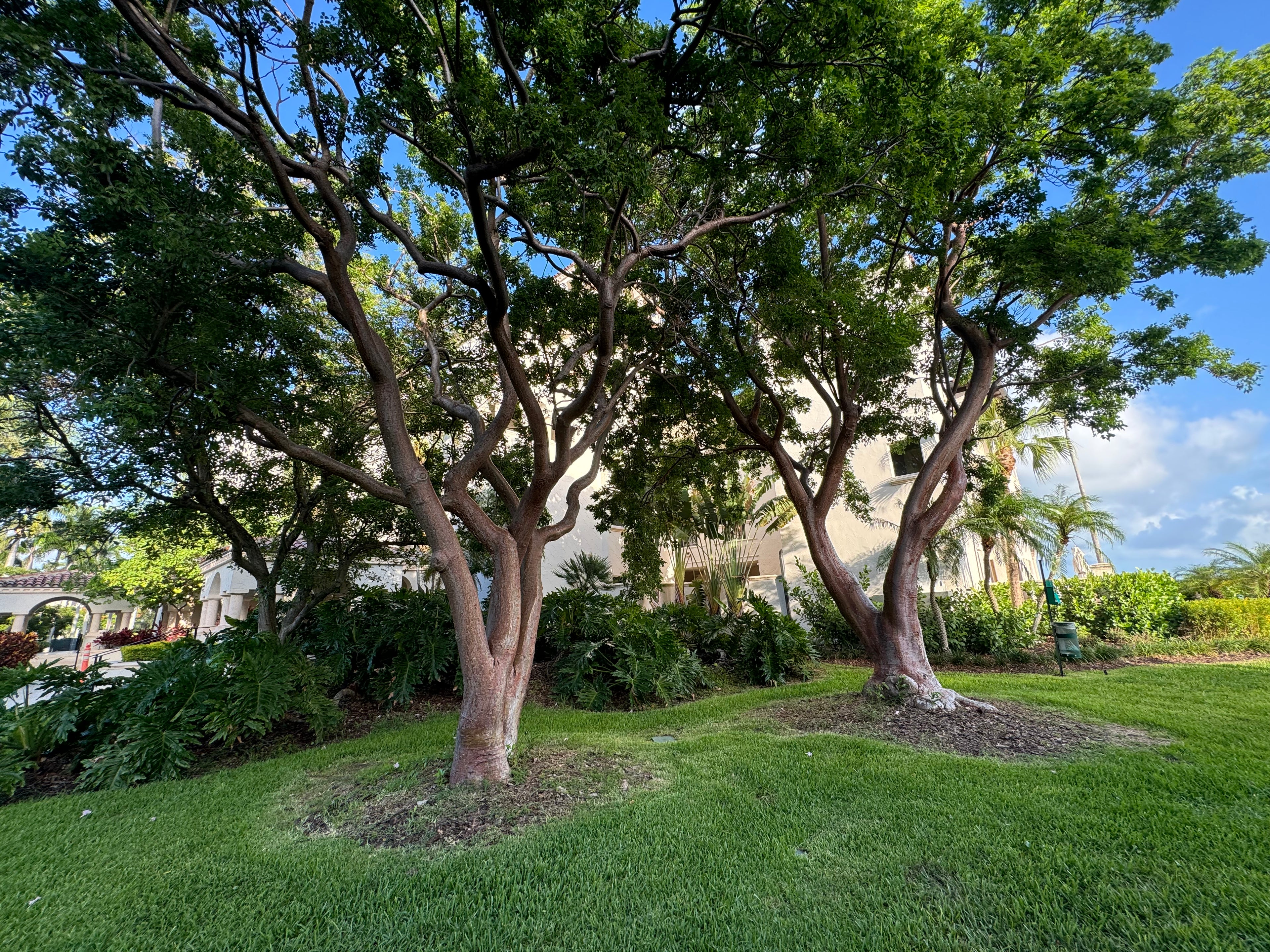 Gumbo Limbo Tree, Bursera Simaruba