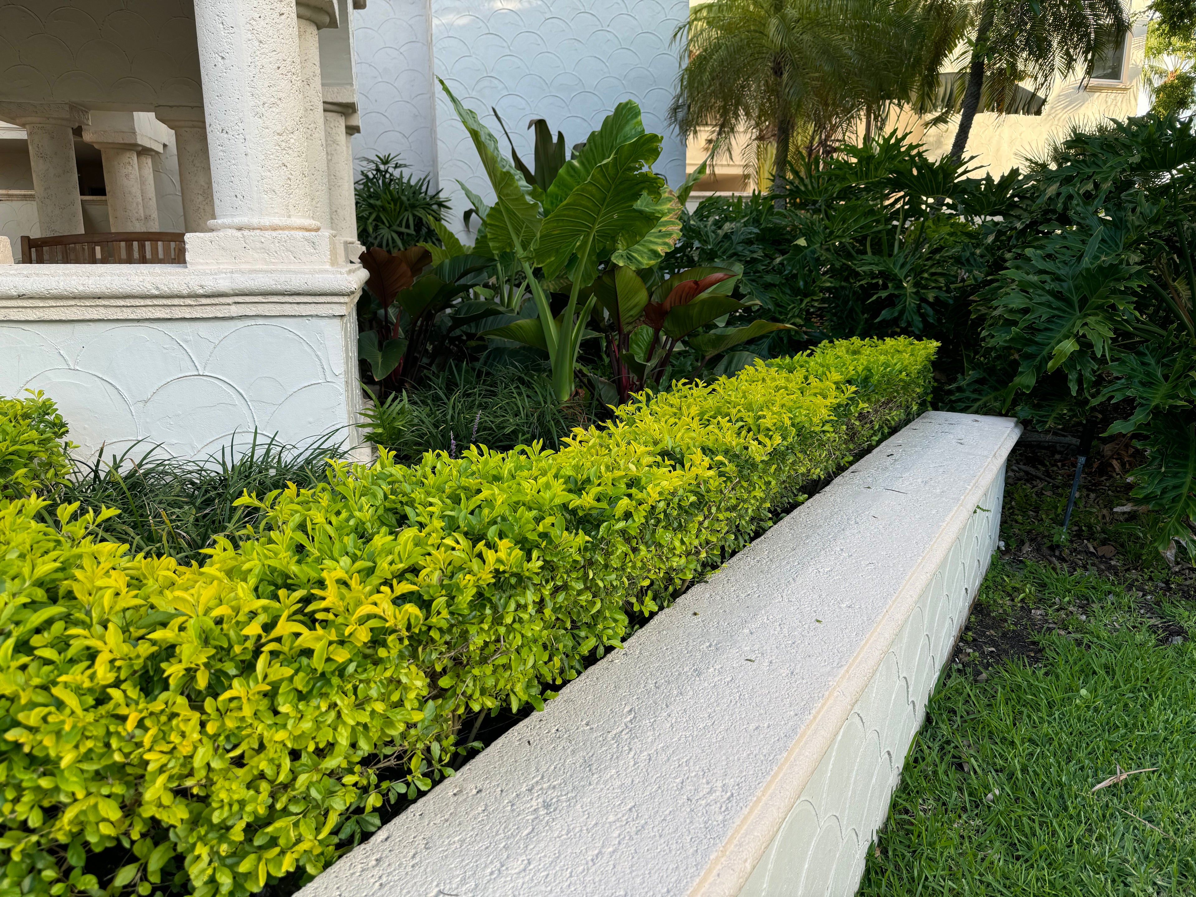 Gold Mound, Duranta Erecta Shrub