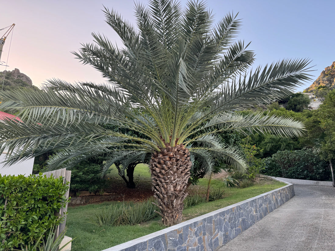 Pindo Palm, Jelly Palm, Cocos Australis