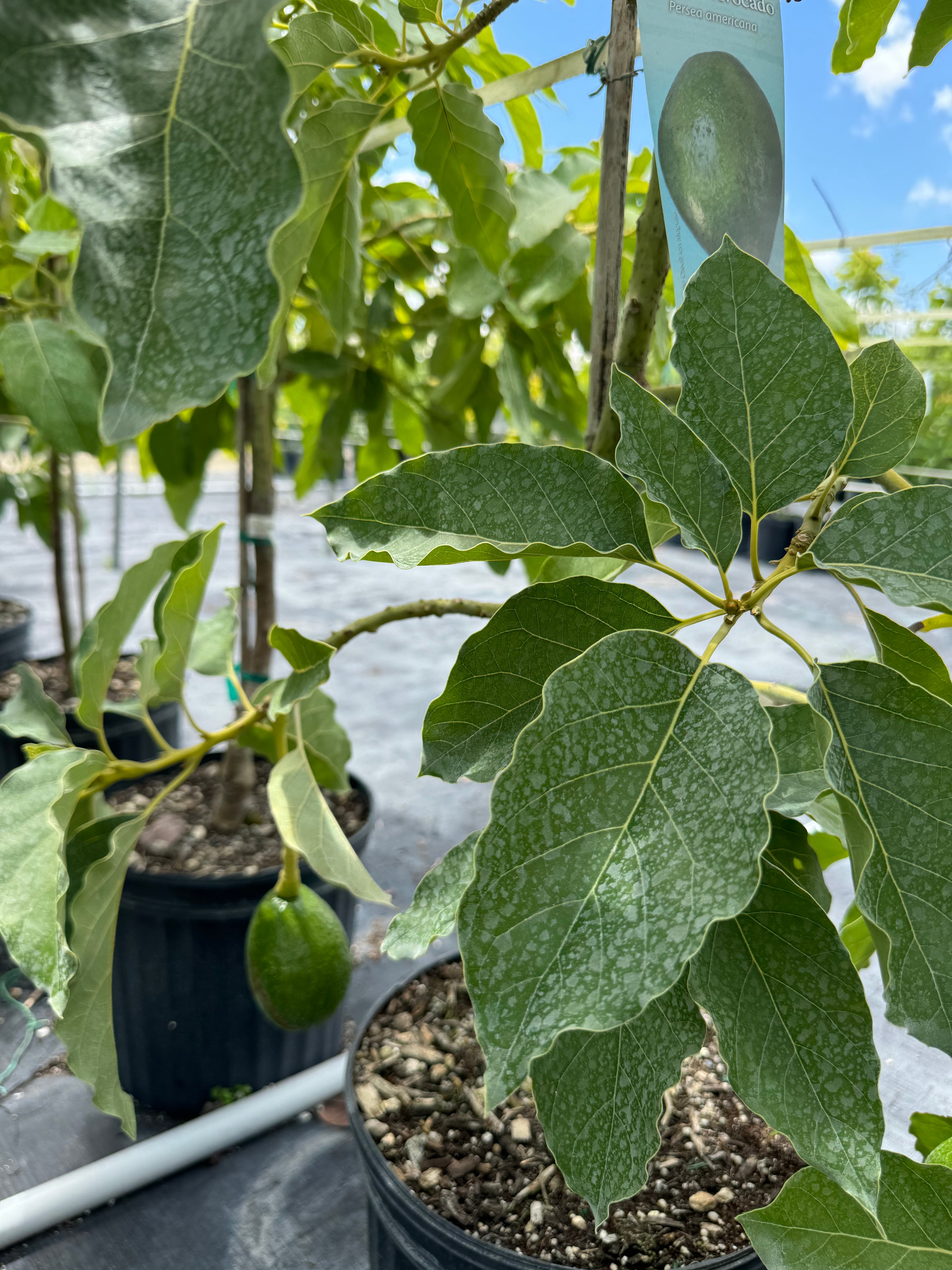 Monroe Avocado Fruit Tree, Cold Hardy Persea Americana