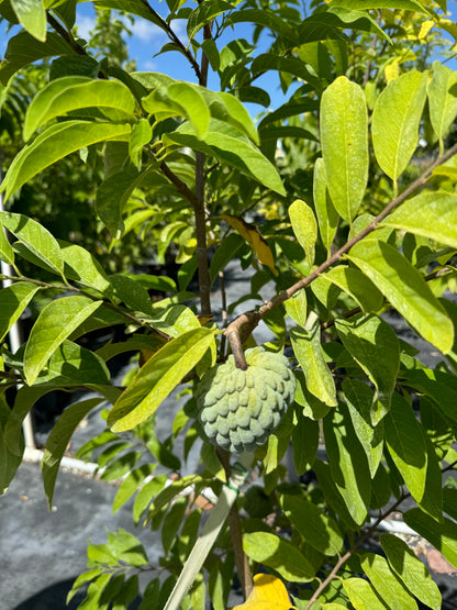 Sugar Apple Fruit Tree, Sweetsop Tree