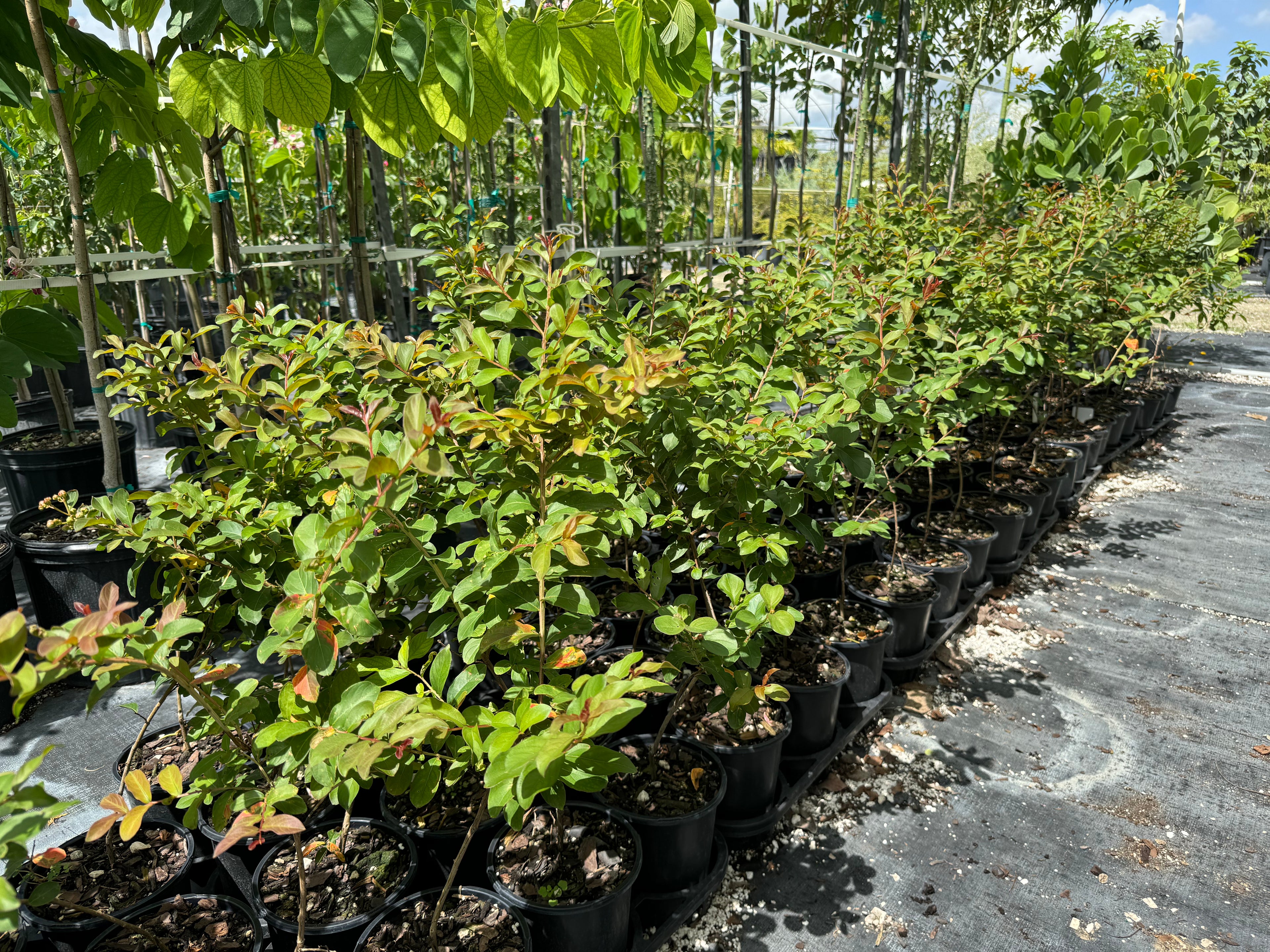 Crape Myrtle Rasberry Sundae Dual Color Red and Pink Flowering Tree