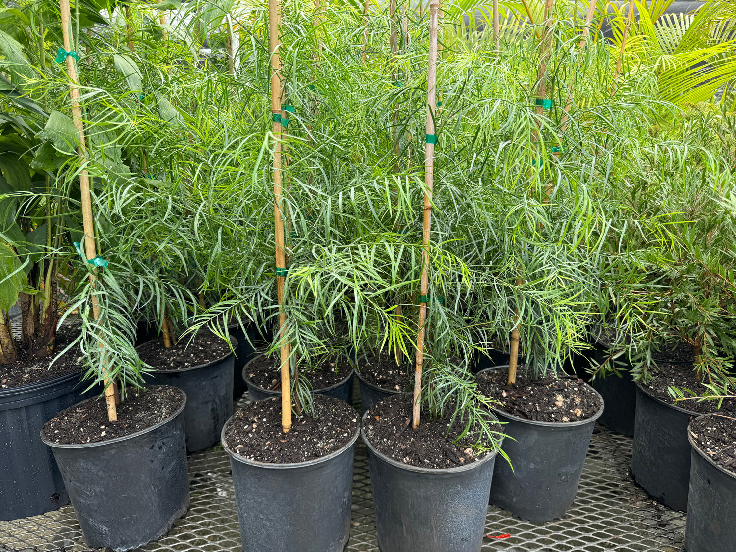 Podocarpus Glacillor Tree, Fern Pine Weeping in a pot