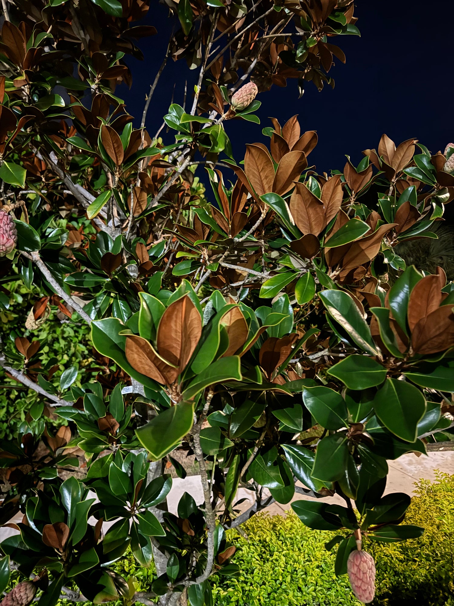 Magnolia Grandiflora Little Gem Flowering Tree