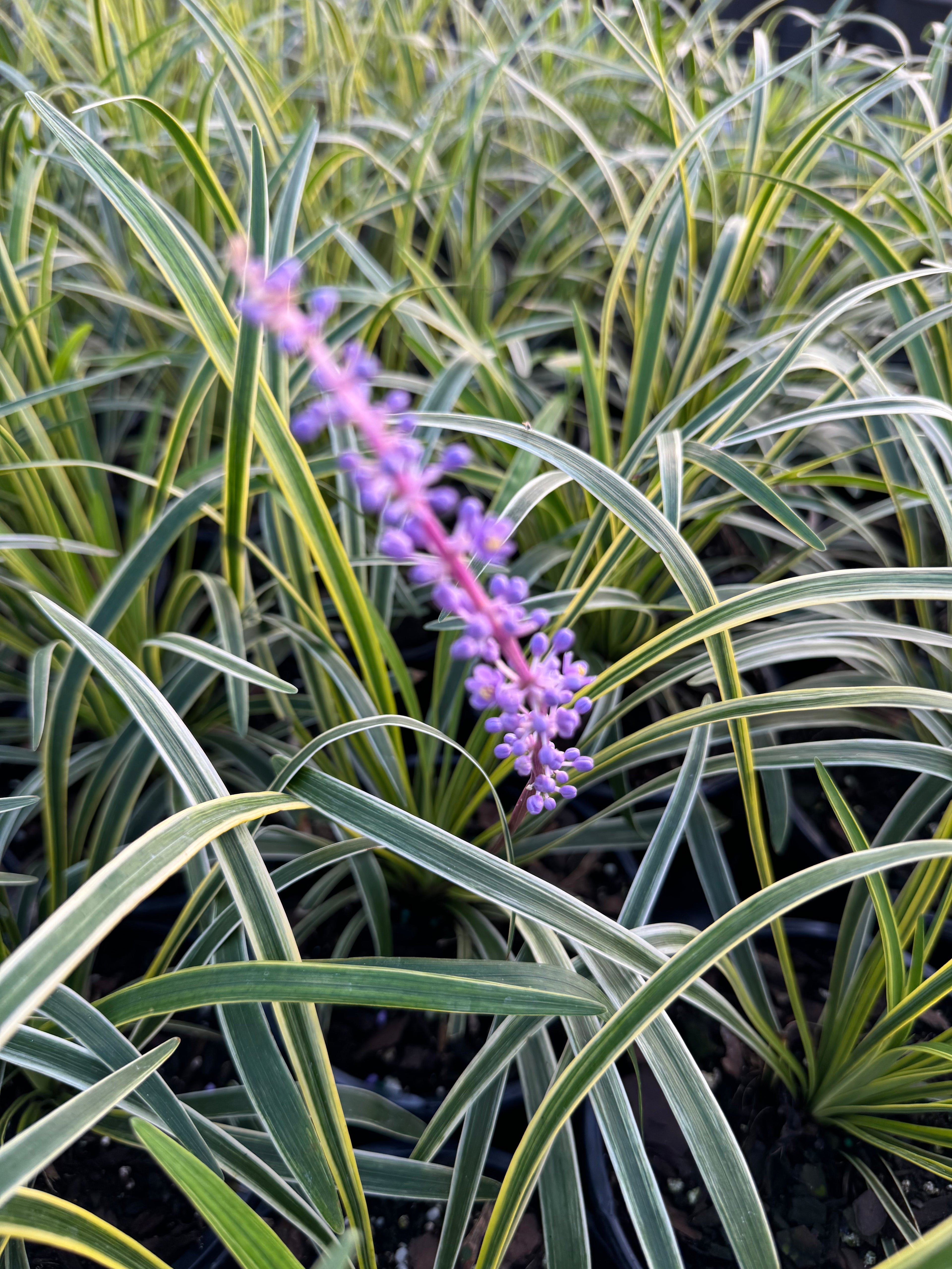 single flower of Liriope Muscari Variegated, Monkey Grass