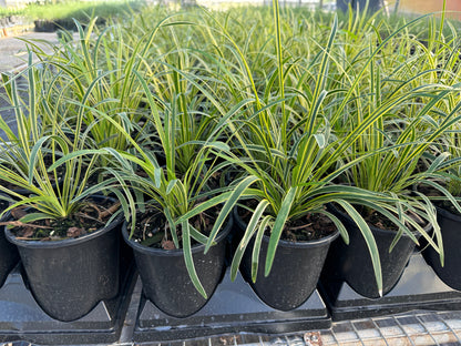 multiple Liriope Muscari Variegated, Monkey Grass pots outside view 