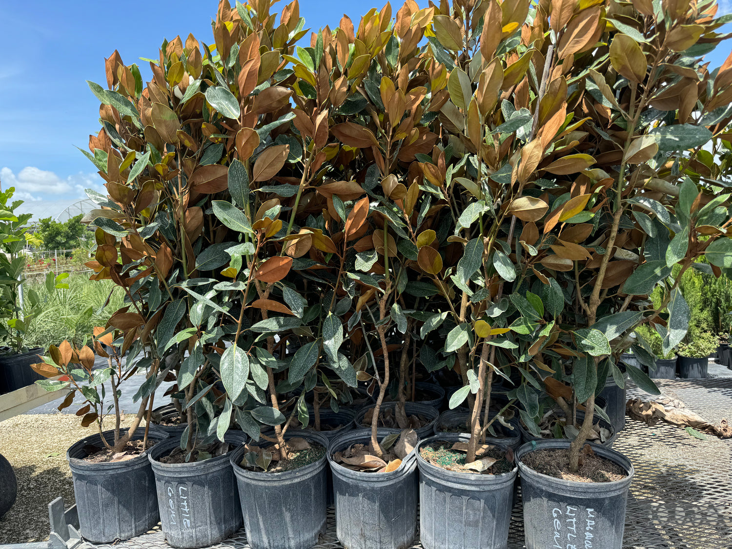 Magnolia Grandiflora Little Gem Flowering Tree