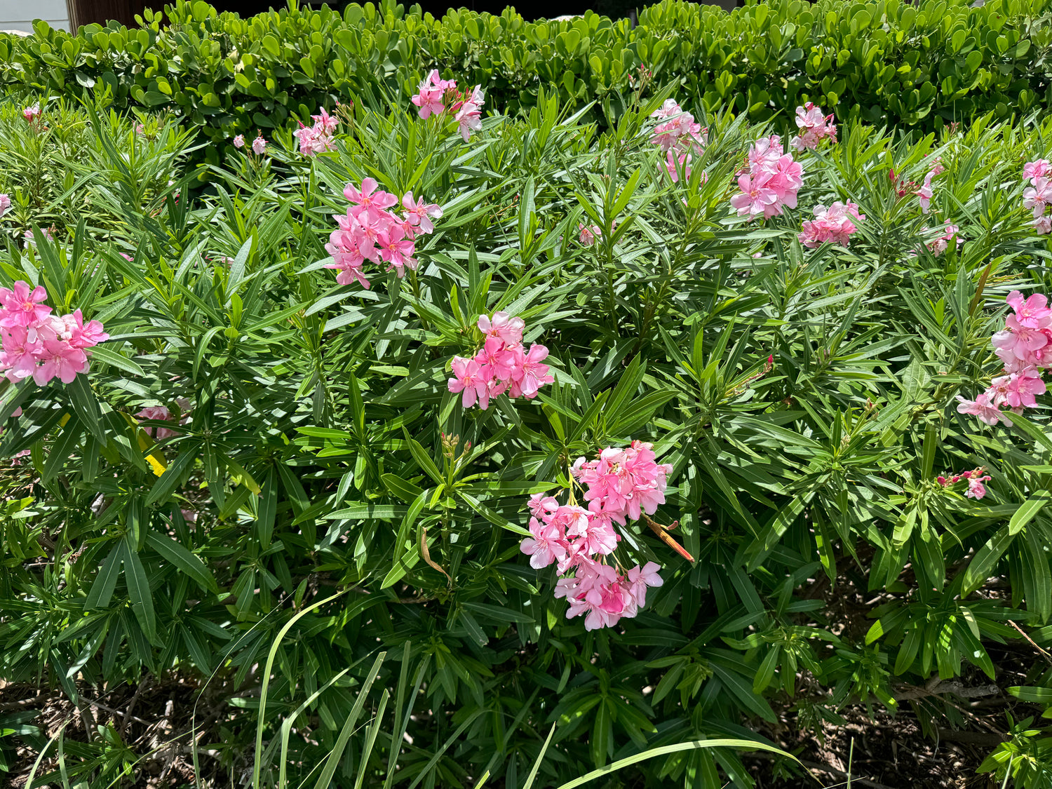 Oleander Calypso Pink Flowering Tree