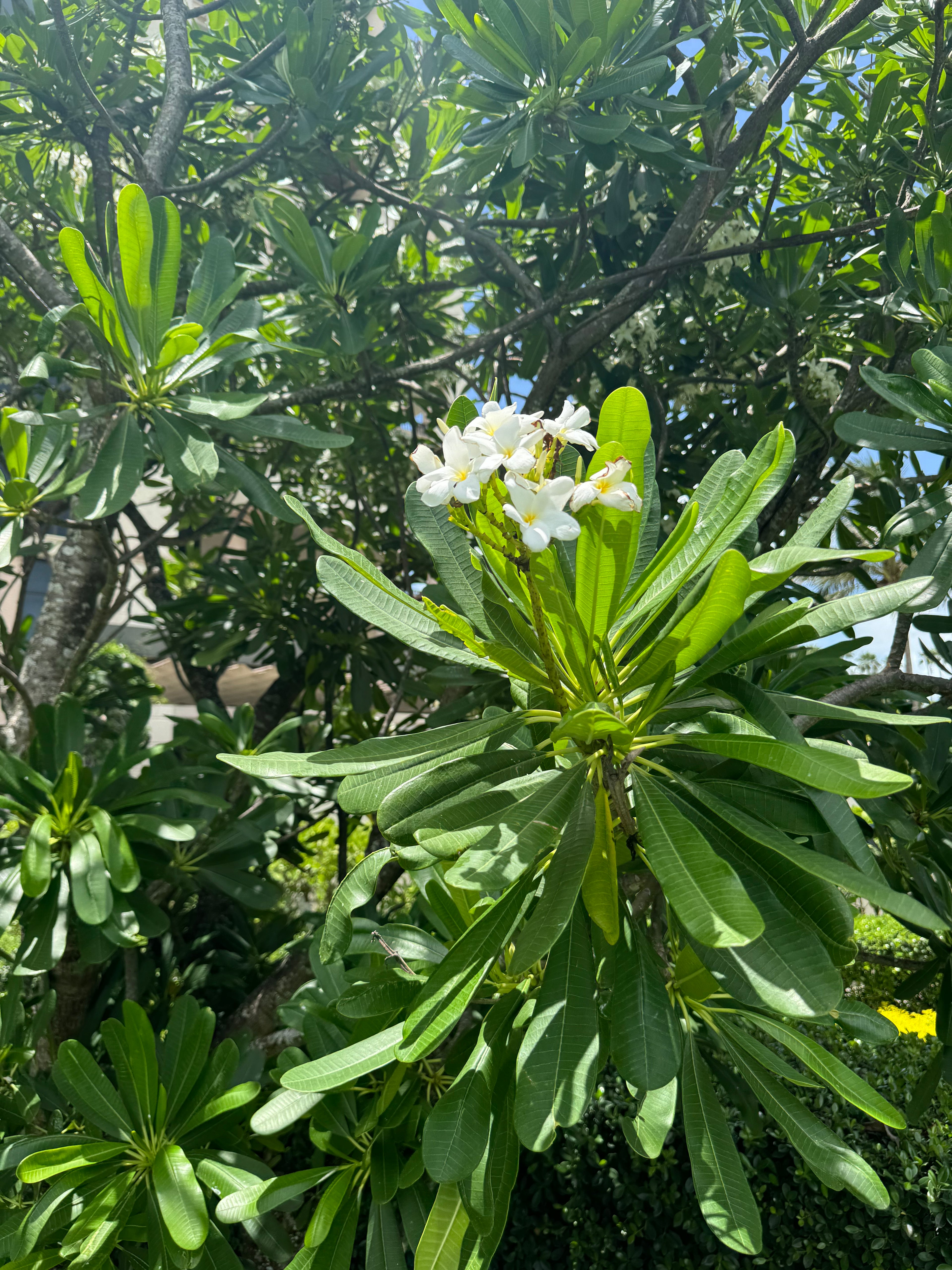 Plumeria Frangipani Obtusa White Orchid Flowering Tree