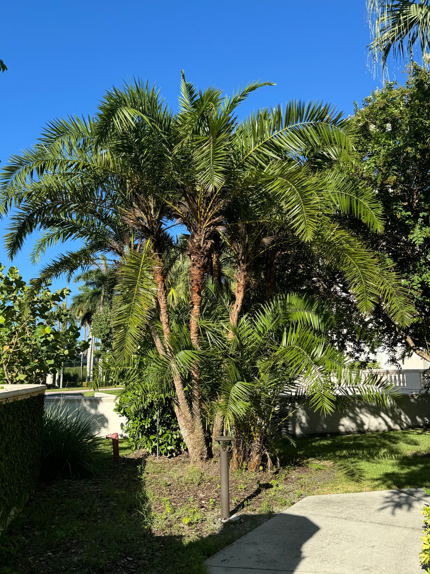 planting pygmy date palm in ground Phoenix Reclinata Single, Roebelinii Date Palm Hybrid – Eureka Farms