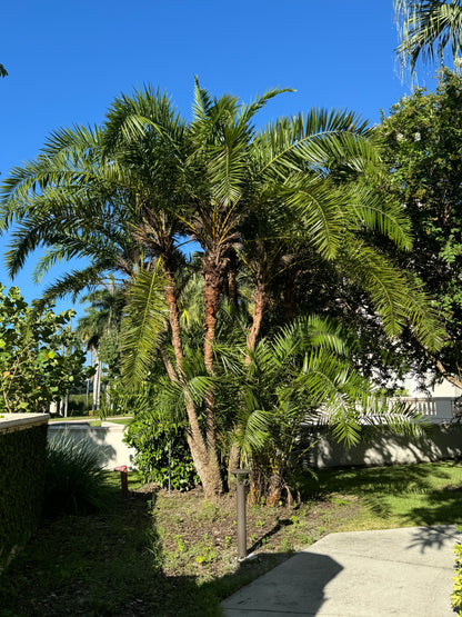 Phoenix Reclinata Single, Roebelinii Date Palm Hybrid