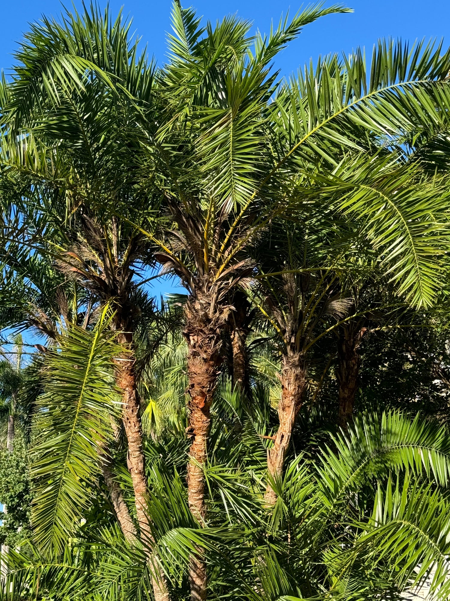 areca o roebellini palm Phoenix Reclinata Single, Roebelinii Date Palm Hybrid – Eureka Farms