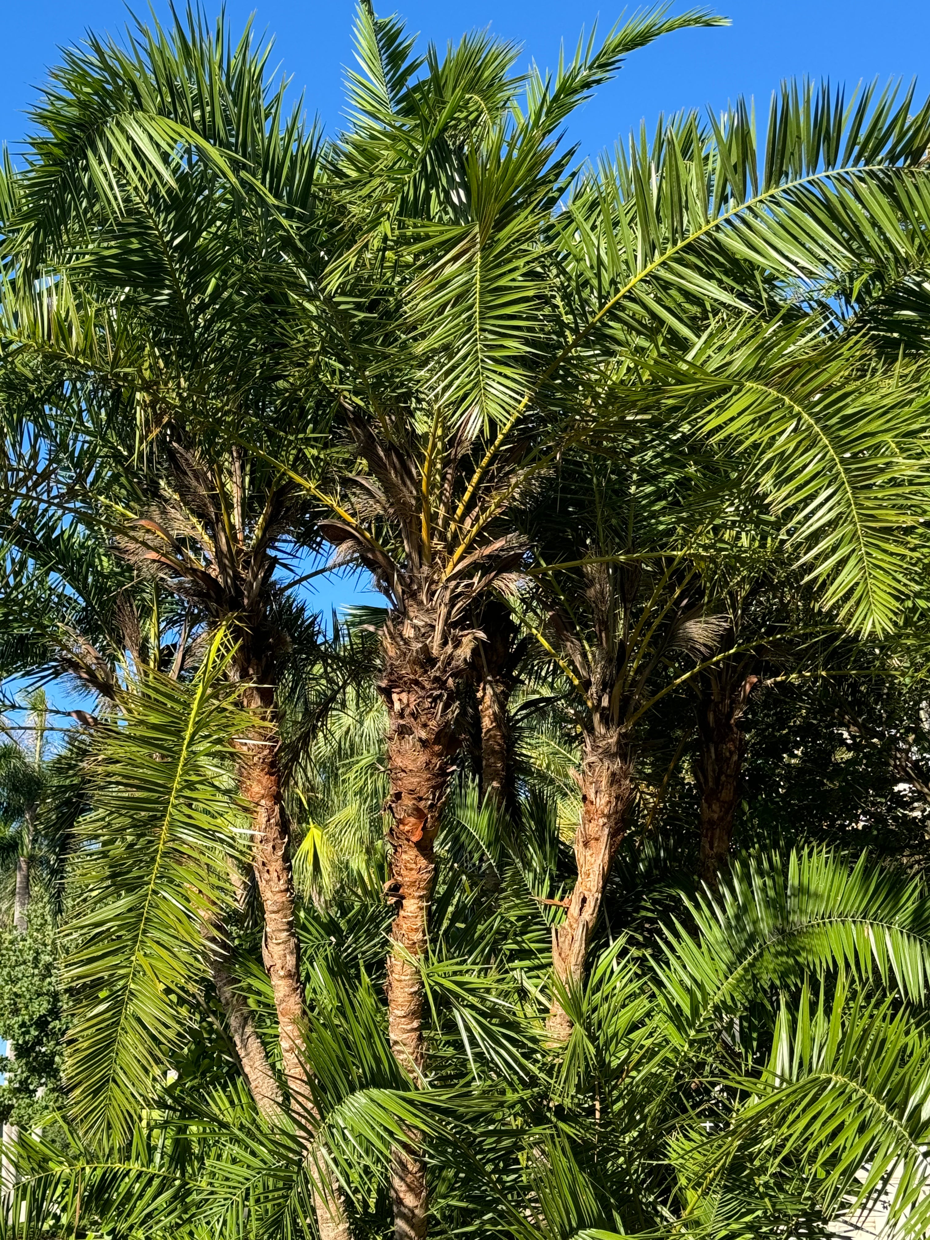 Phoenix Reclinata Single, Roebelinii Date Palm Hybrid