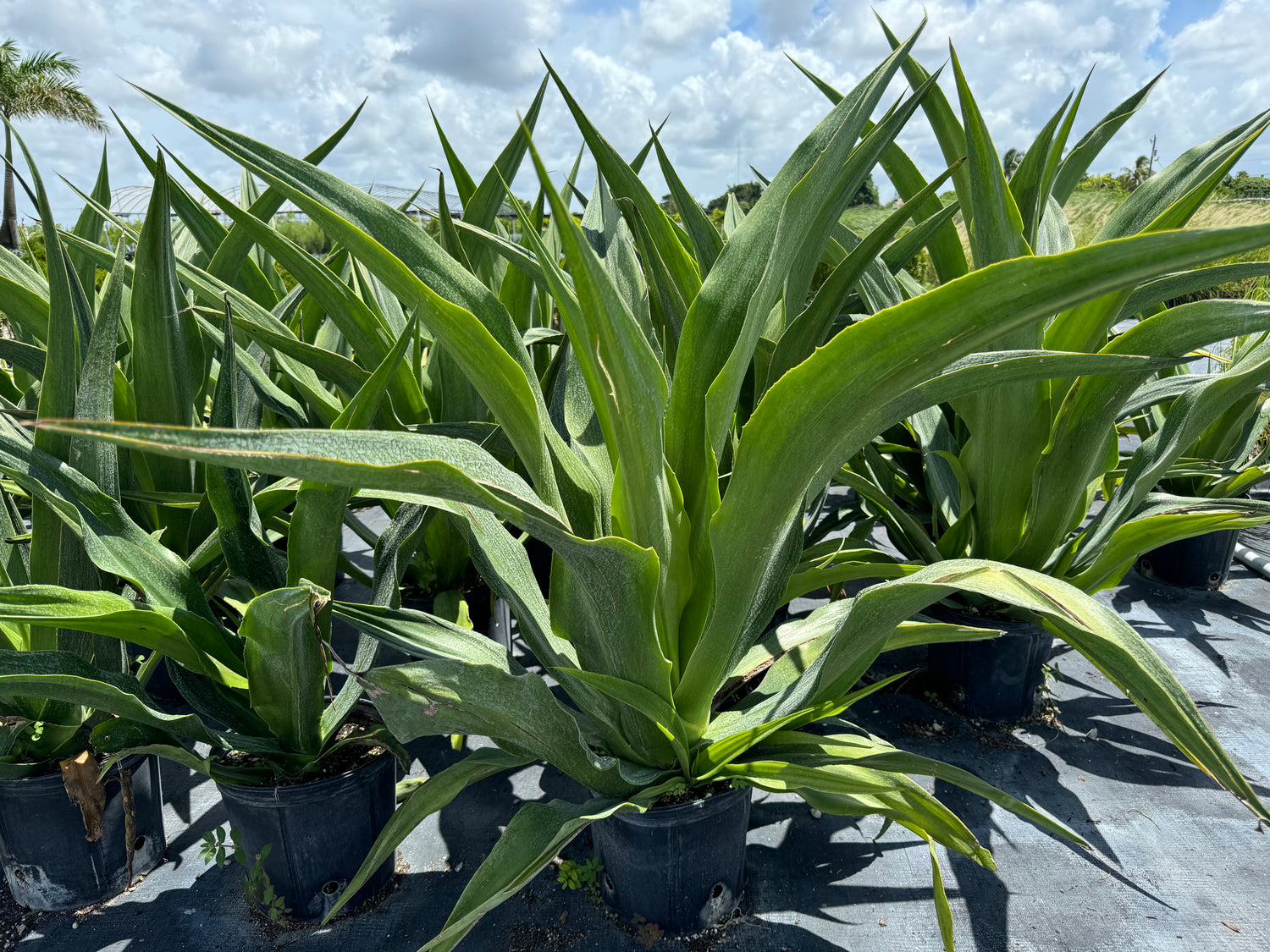 False Agave, Green Giant, Furcraea Foetida